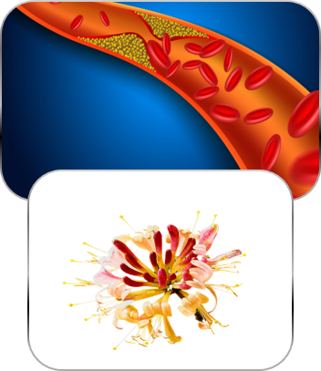 Vital Products doctor-developed natural supplement
