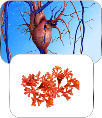 Vital Products doctor-developed natural supplement