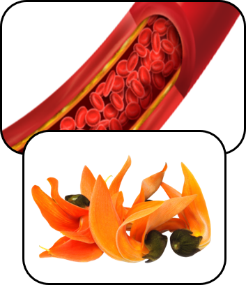 Vital Products doctor-developed natural supplement